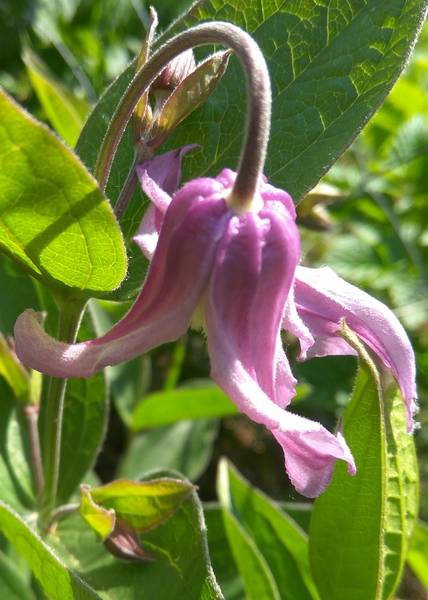 Клематис цельнолистный 'Пинк Делайт' / Clematis integrifolia ...