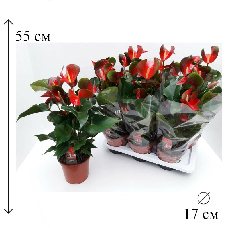 Dynamite Red® - Straathof Young Plants