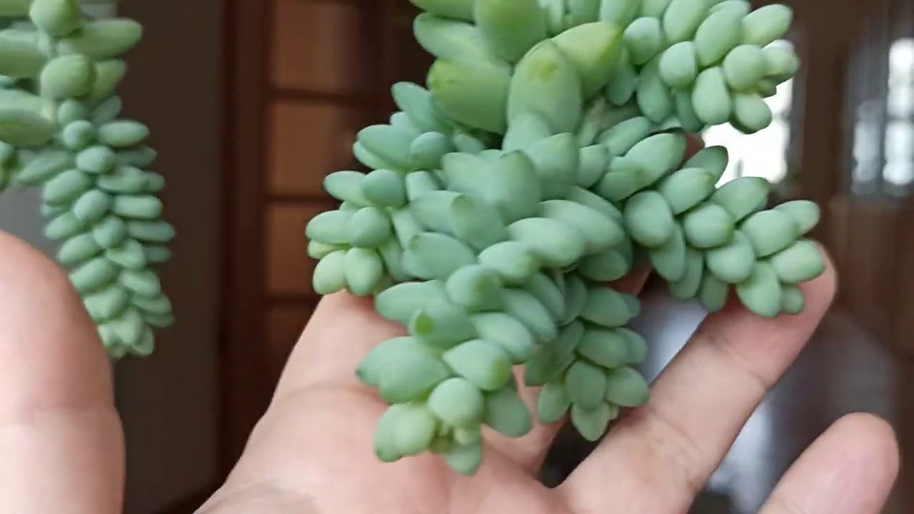 Sedum Morganianum (Хвост Ослика, В Ослиный Хвост ...