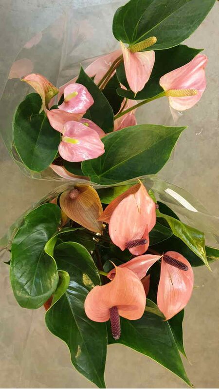 Антуриум Андреанум Колорадо (Anthurium andreanum Colorado ...