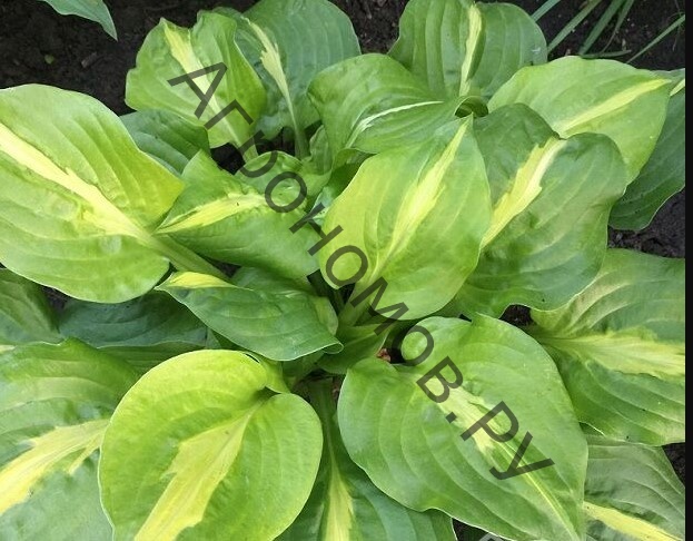 Hosta 'Mango Tango' - Sienna Hosta