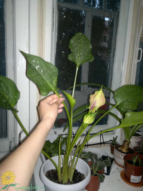 calla zantedeschia aethiopica ...