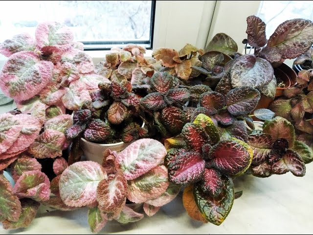 Эписция (Episcia)