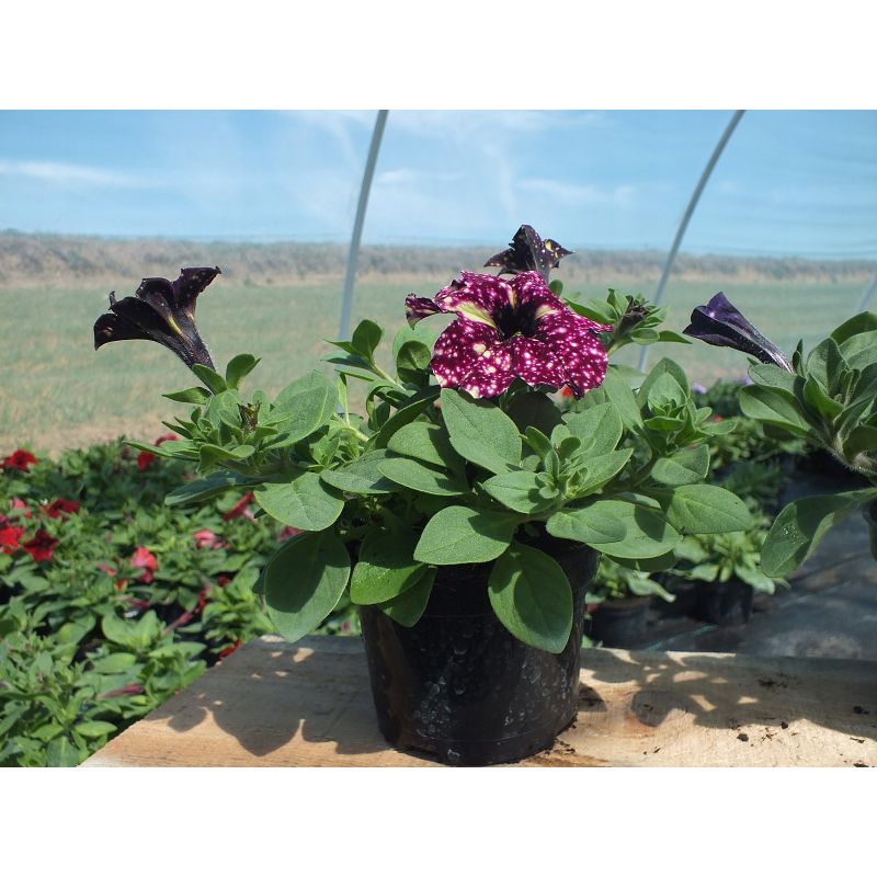 Petunia 'Lightning Sky'