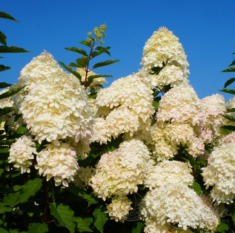 Гортензия метельчатая Ренколор / Пастель Грин (Hydrangea ...