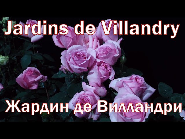 Как распускается роза Жардин де Вилландри - Jardins de ...