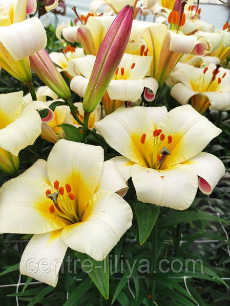 Lilium White Planet - Garden Express