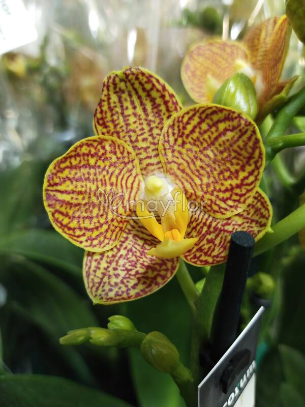 Орхидея Phalaenopsis Golden Treasure, midi (отцвел)