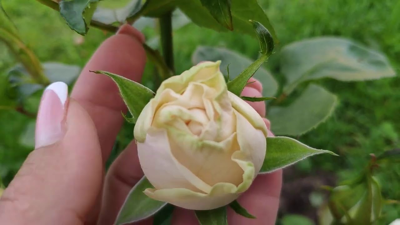 Free Spirit Rose - Virgin Farms - High Quality Roses