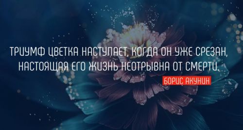 Цитаты, фразы, красивые высказывания про цветы | Новости ...