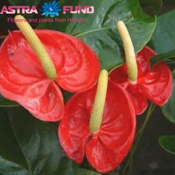 Anthurium (Andreanum) Graciosa ANTH A GRACIOSA | Anthurium ...