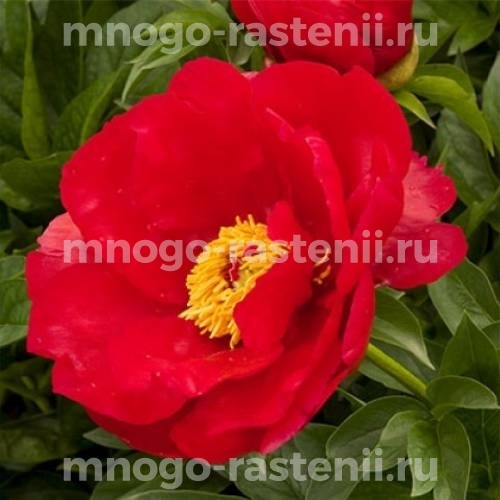 Paeonia lactiflora 'Blaze ...