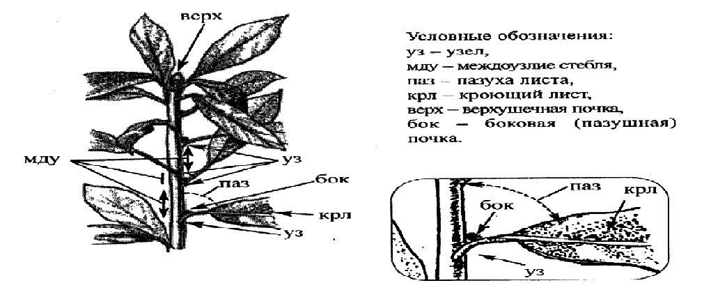 Цветок и соцветия, плоды и семена • СПАДИЛО