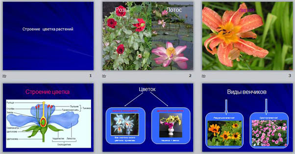 Презентация по биологии 