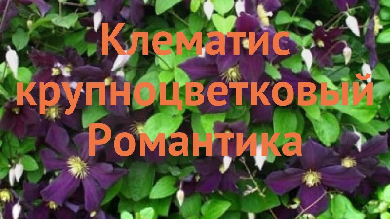 Клематис Романтика (Clematis Romantika) купить в Москве по ...