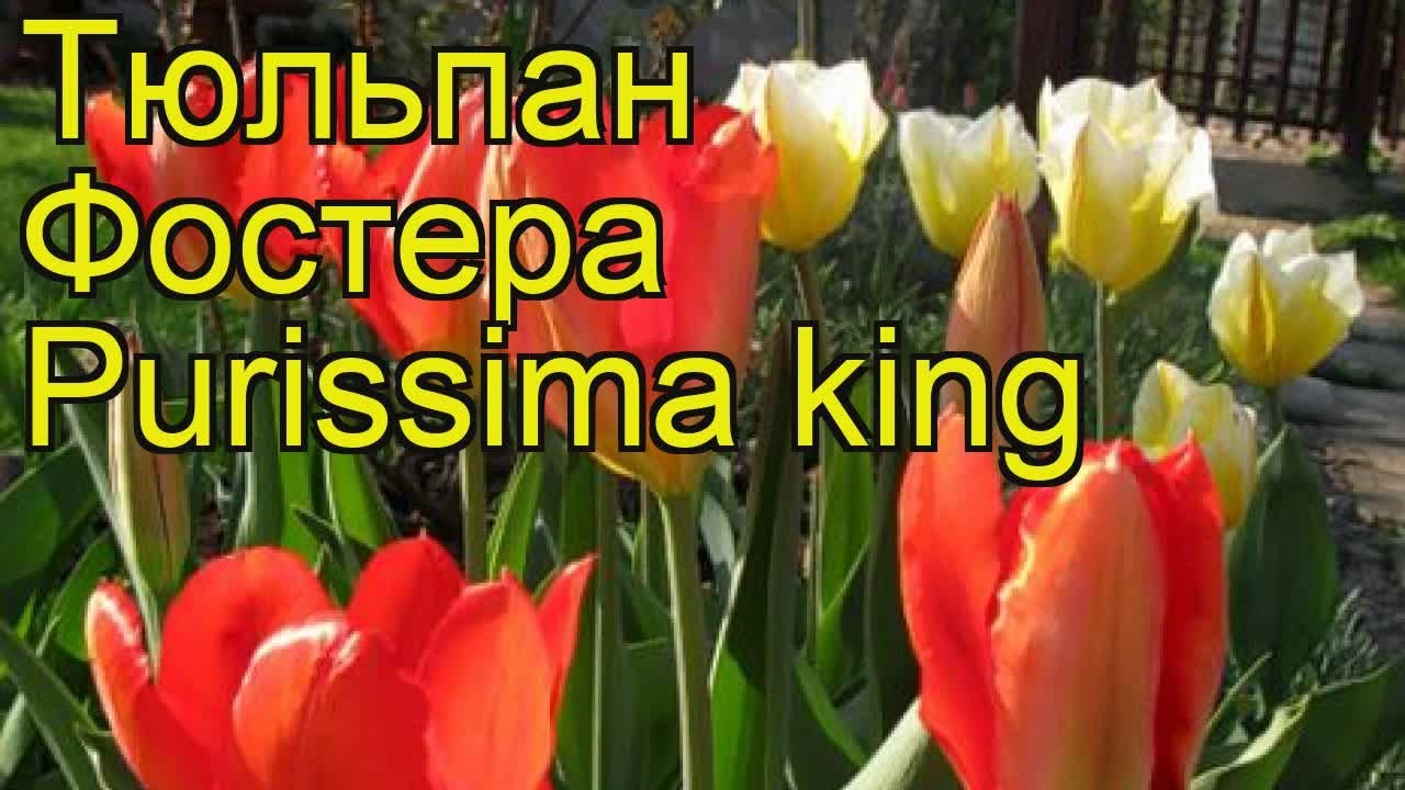 Купить тюльпан пуриссима (tulipa purissima), 25 шт (разбор 12 ...