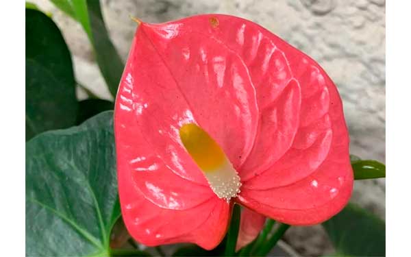 Anthurium Aristo Red (деленка без цветов)