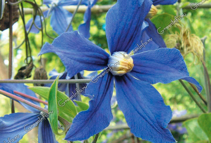 Clematis vitalba ...