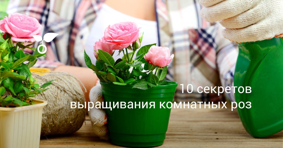 ♡Вечность♡, И пусть растут цветы на ваших шрамах — фанфик ...