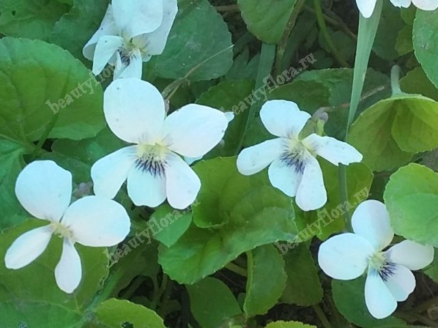 Купить Саженцы Фиалки Садовой Фиолетовой (Viola Odorata ...