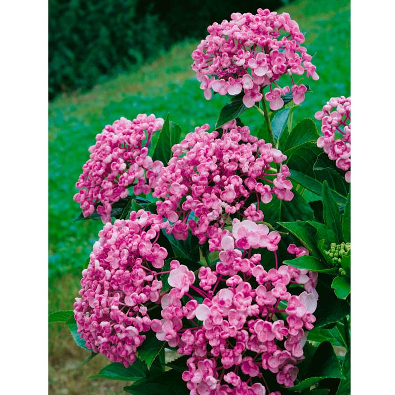 Саженцы Гортензия крупнолистная Розита (Hydrangea macrophylla ...