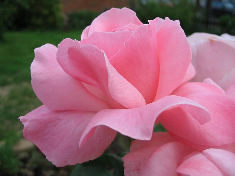 Rosa 'Queen Elizabeth' — Википедия