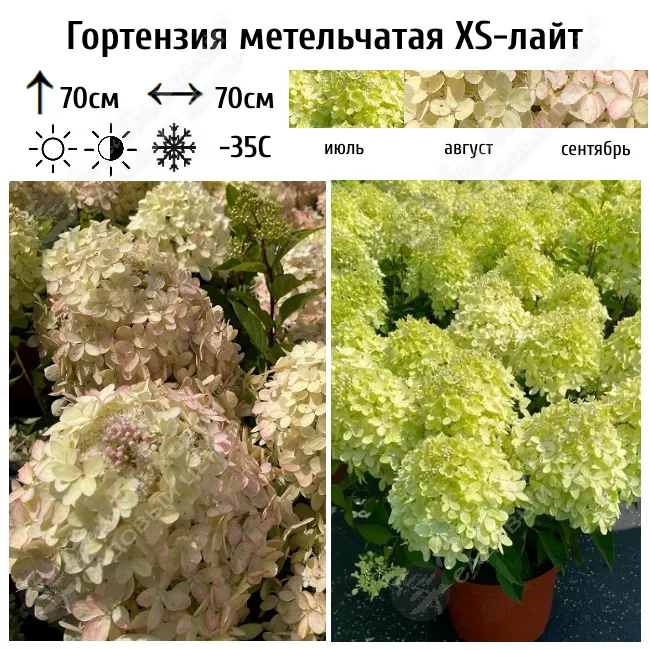 Гортензия метельчатая Романтик Айс / С7,5 / Hydrangea ...