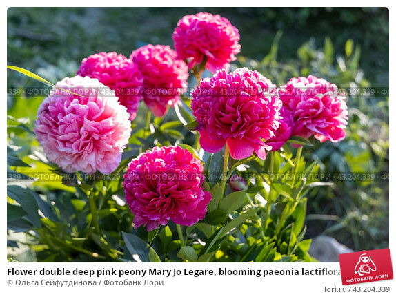 10seeds Mary Jo Legare Peony Perennial Seeds Paeonia Attract ...