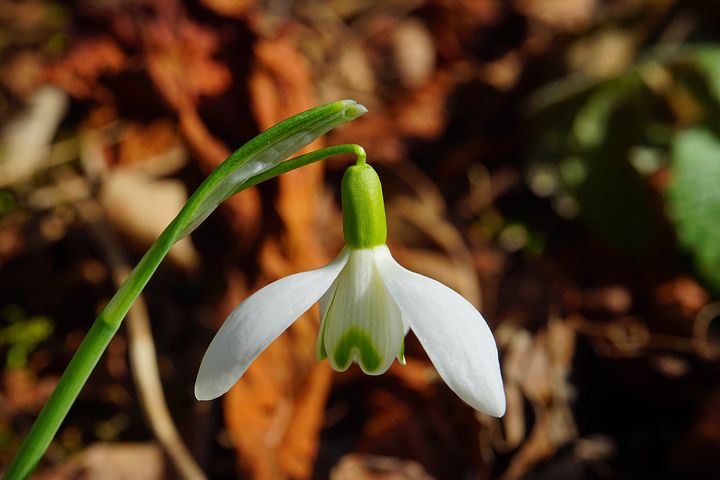 Galanthus elwesii — Растения Оптовая ...