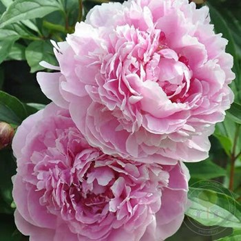 Paeonia dresden pink hi-res stock photography and images - Alamy