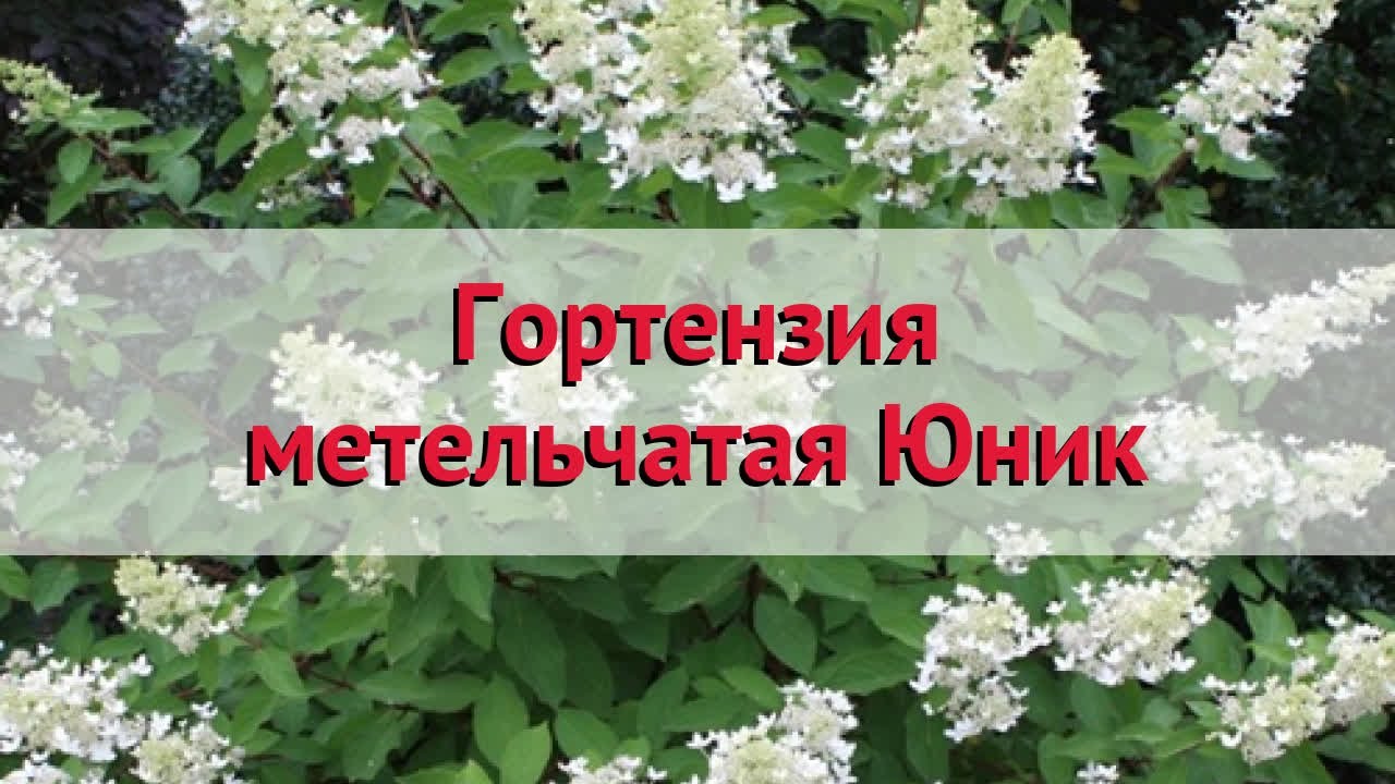 Гортензия метельчатая юник