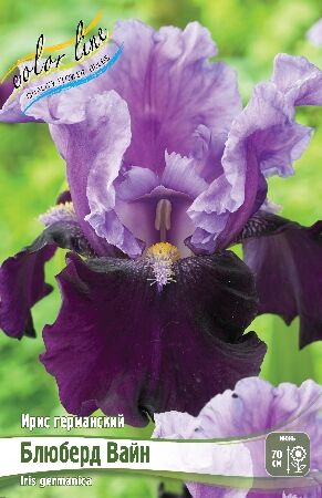 Файл:Iris 'Rimfire' 01.JPG — Википедия