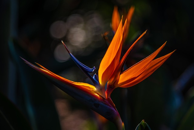 Free Photos | Strelitzia (bird of paradise flower)