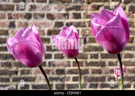 Pink tulips Aafke, top quality tulip ...