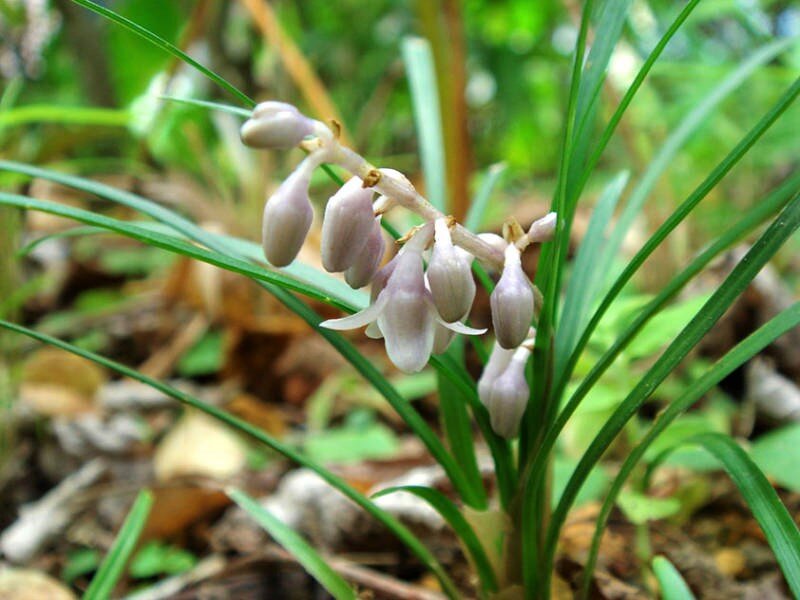 Ландыш майский / Convallaria majalis / Атлас цветущих растений