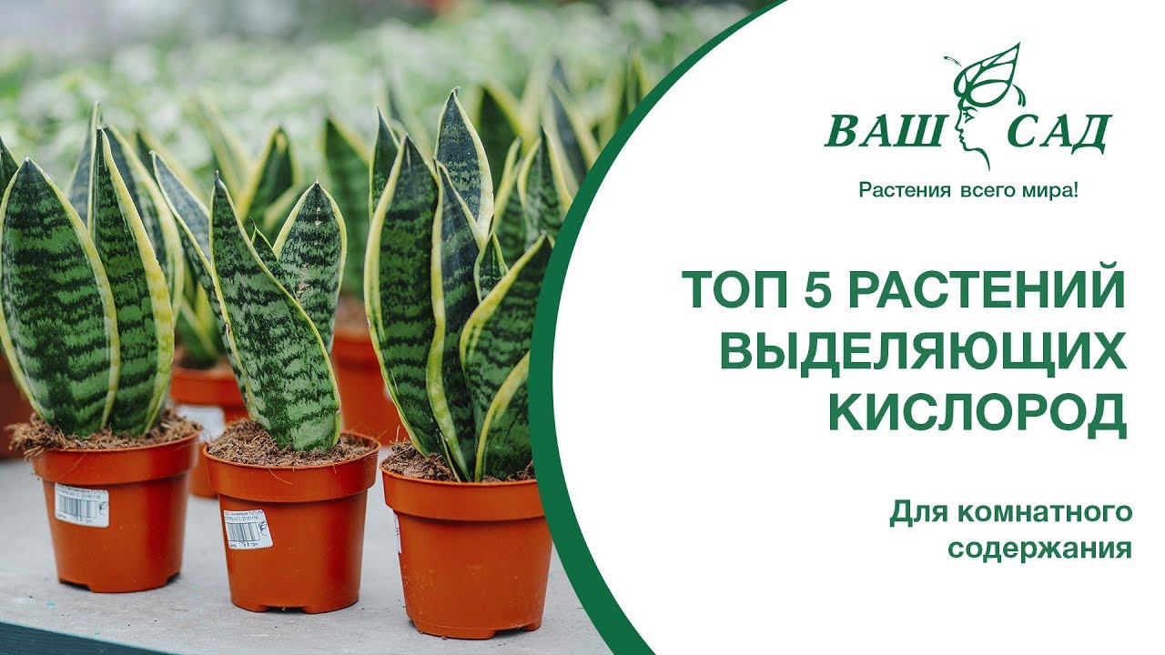 Какие растения выделяют кислород и неприхотливы в уходе: 12 ...