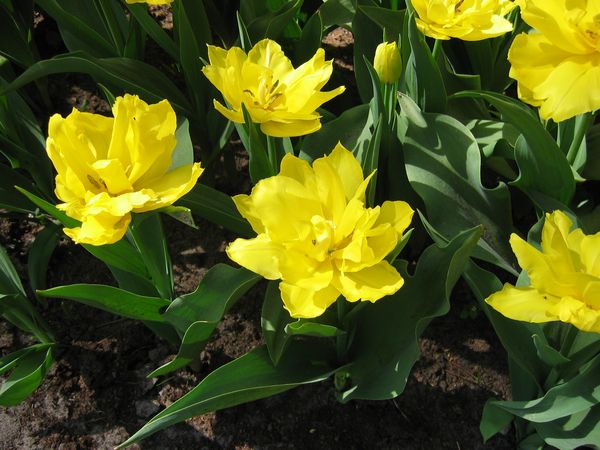 Тюльпан Йеллоу Помпонет Tulipa Yellow Pomponette (махр.желтый ...