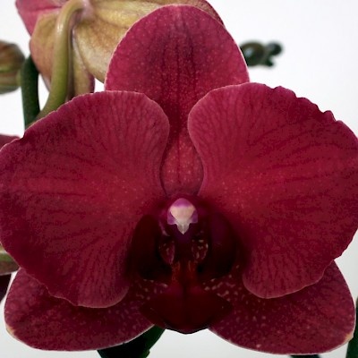 Phalaenopsis Montreux