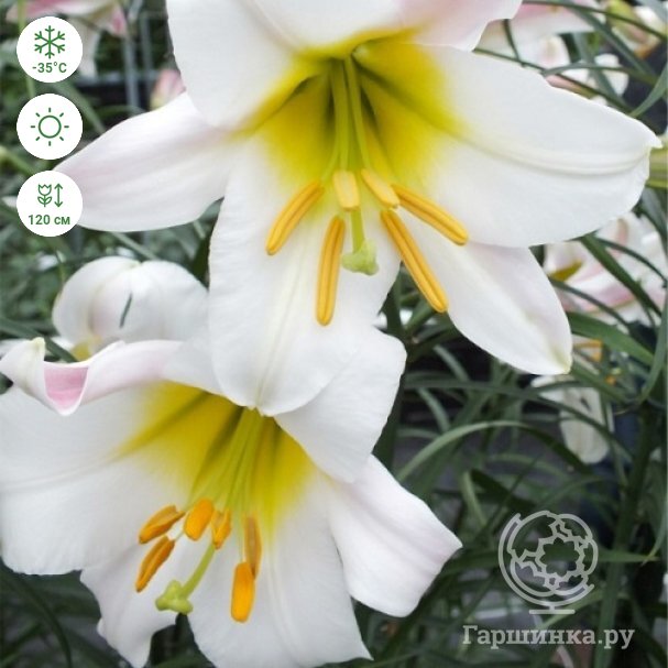 Lilie White Planet – Lilium – lilie – cibulky