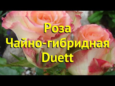 Роза чайно-гибридная Императрица | Купить саженцы в питомнике ...