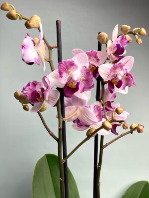 Орхидея Phal. I-Hsin Cherry Bomb 228 бабочка - купить ...