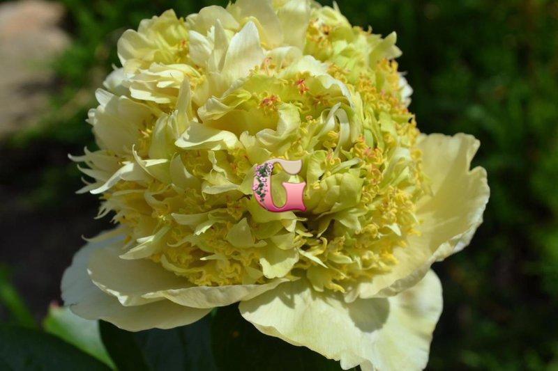 Photo of the bloom of Peony (Paeonia 'Quitzin') posted by ...