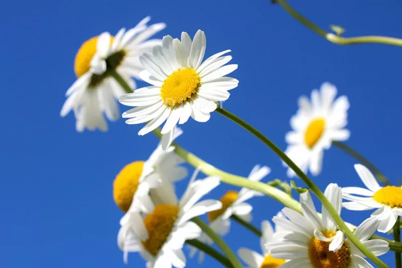 Цветы, похожие на ромашки: названия, описания и фото - Flowers.ua