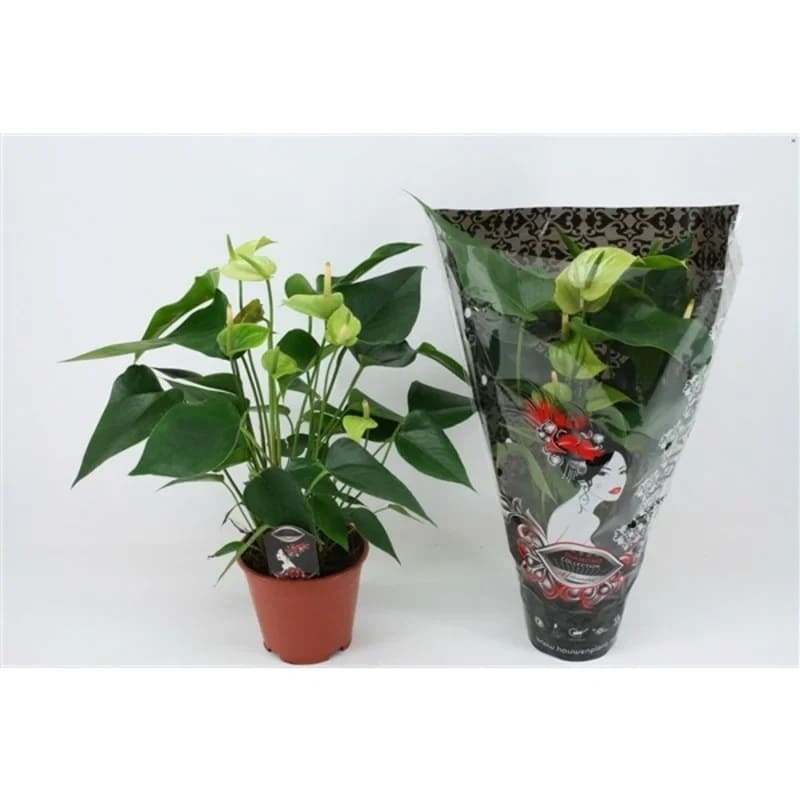 Антуриум (Anthurium) 