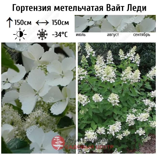 Гортензия метельчатая (Hydrangea paniculata `White Lady ...