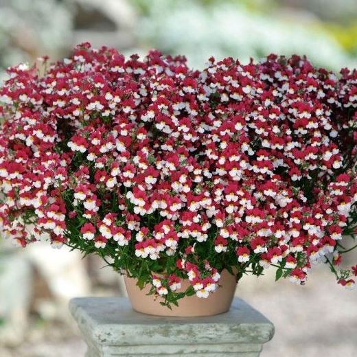 Nemesia 'Nesia Burgundy' - Немезия - рассада цветов, купить в СПб