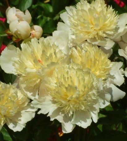 Paeonia lactiflora 'Laura Dessert' (Peony)