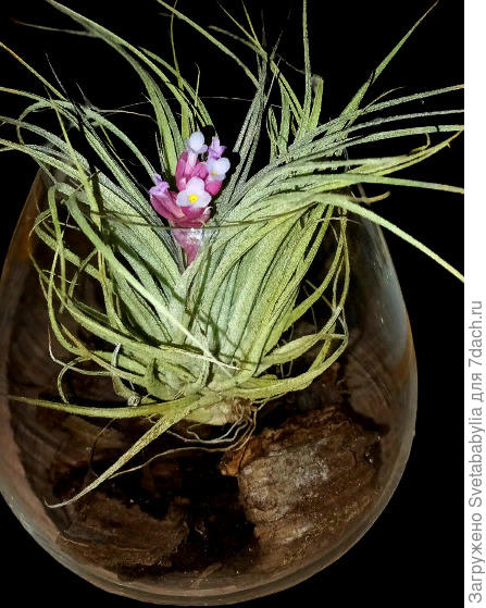 Bromelia Specialist