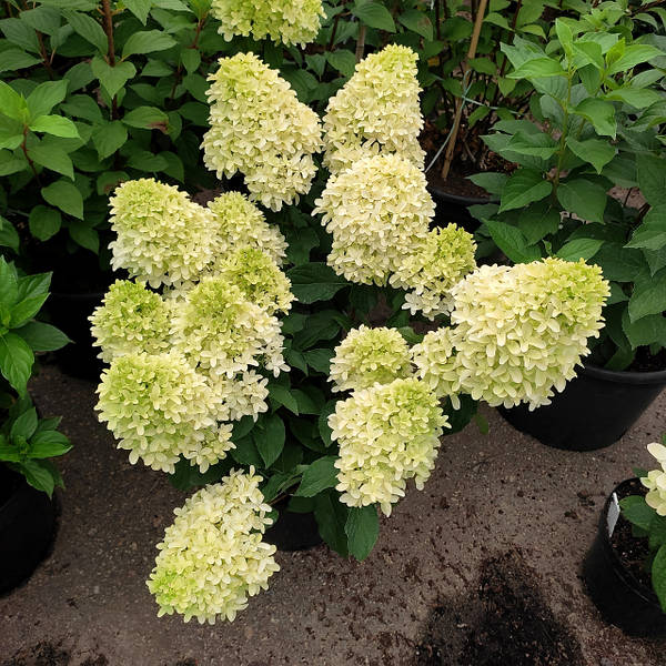 Hydrangea paniculata 'Skyfall', Гортензия метельчатая 'Скайфол'