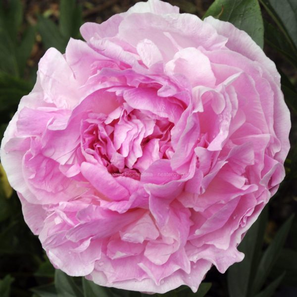 Paeonia Lactiflora Grp Pink Giant Stock Photo 1132373381 ...